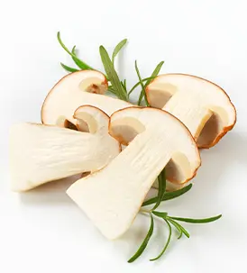 Steinpilze B2B Handel - Pilzzucht Mandarin GmbH